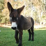 Quinta Padre Lobo *