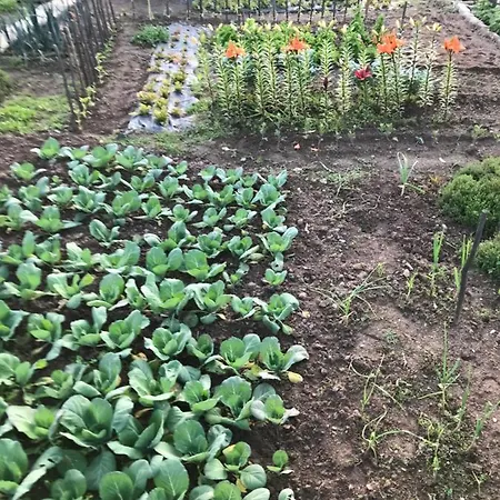 Quinta Padre Lobo * Santa Maria da Feira