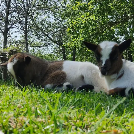 Séjour à la campagne Quinta Padre Lobo Santa Maria da Feira