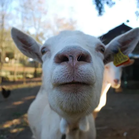 Quinta Padre Lobo * Santa Maria da Feira