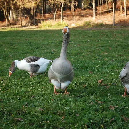 Séjour à la campagne Quinta Padre Lobo *