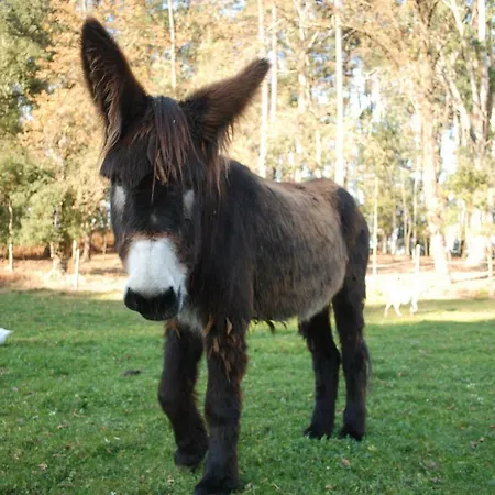 Quinta Padre Lobo *