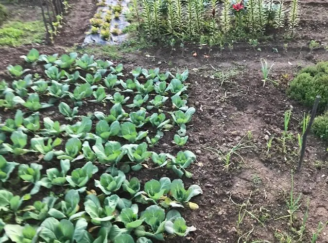 Quinta Padre Lobo * Santa Maria Da Feira