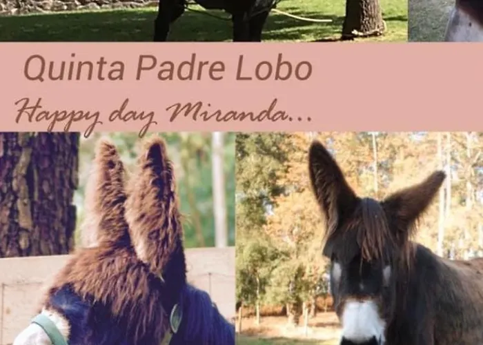 Quinta Padre Lobo Santa Maria Da Feira