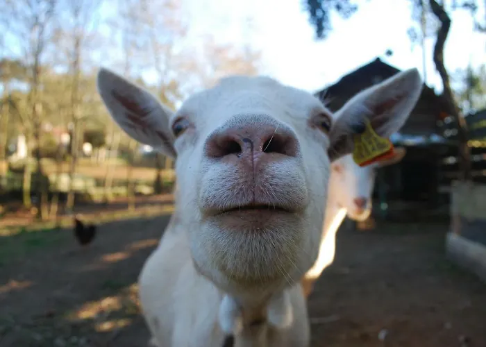 Quinta Padre Lobo * سانتا ماريا دا فييرا