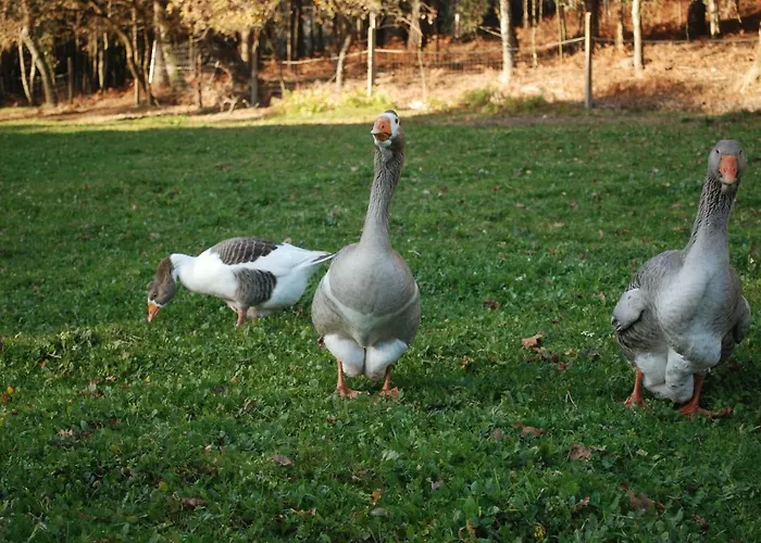 Hétvégi ház Quinta Padre Lobo *